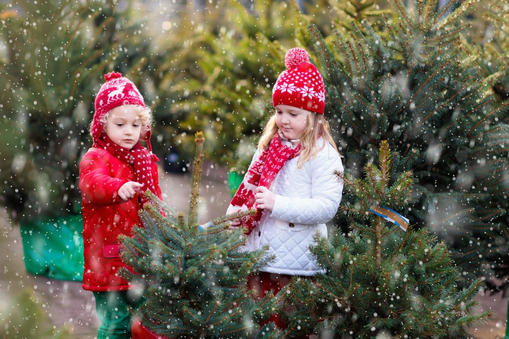 Selecting A Christmas Tree