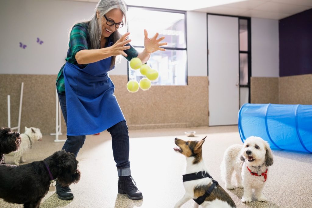 dog-daycare-owner-playing-with-dogs