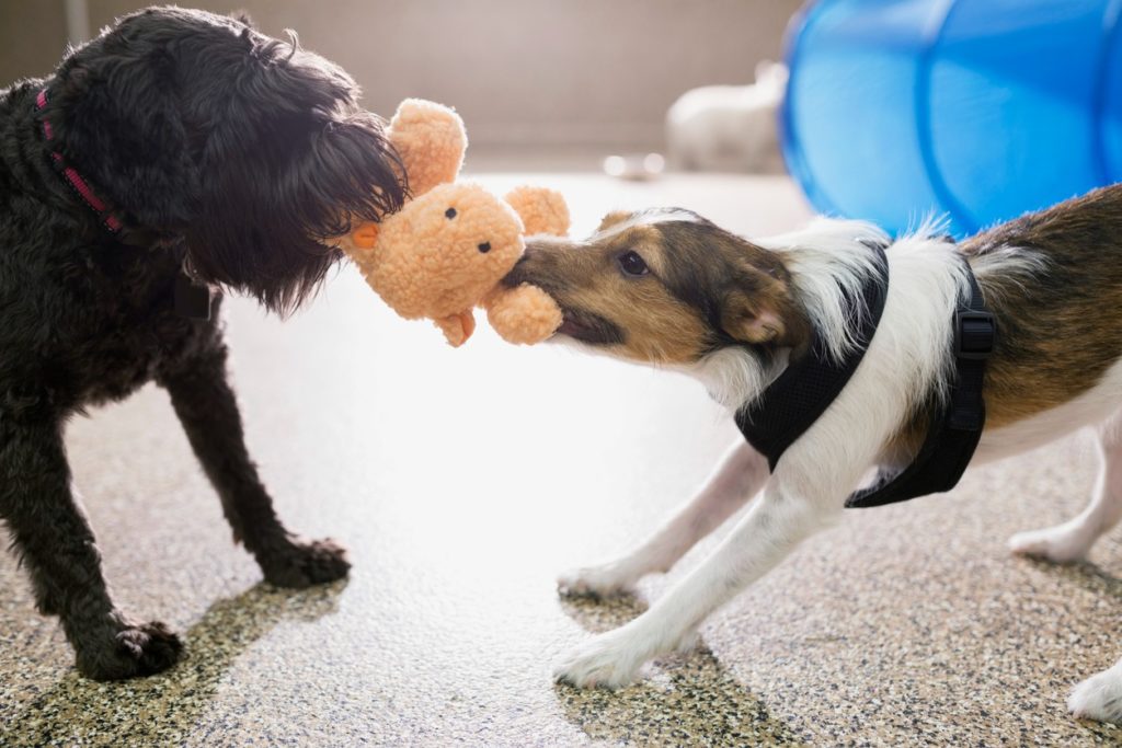two-dogs-playing-tug-of-war-with-toy